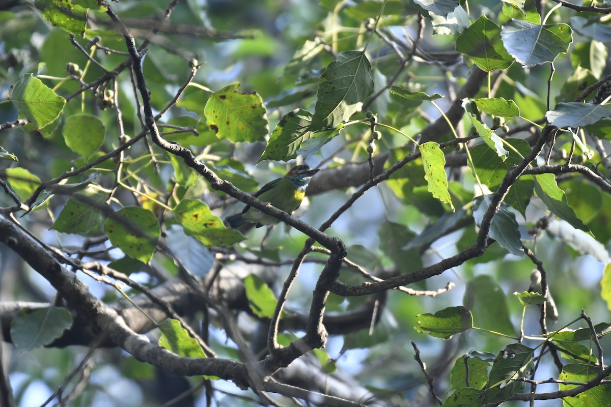 Blue-eared Barbet - ML647028710