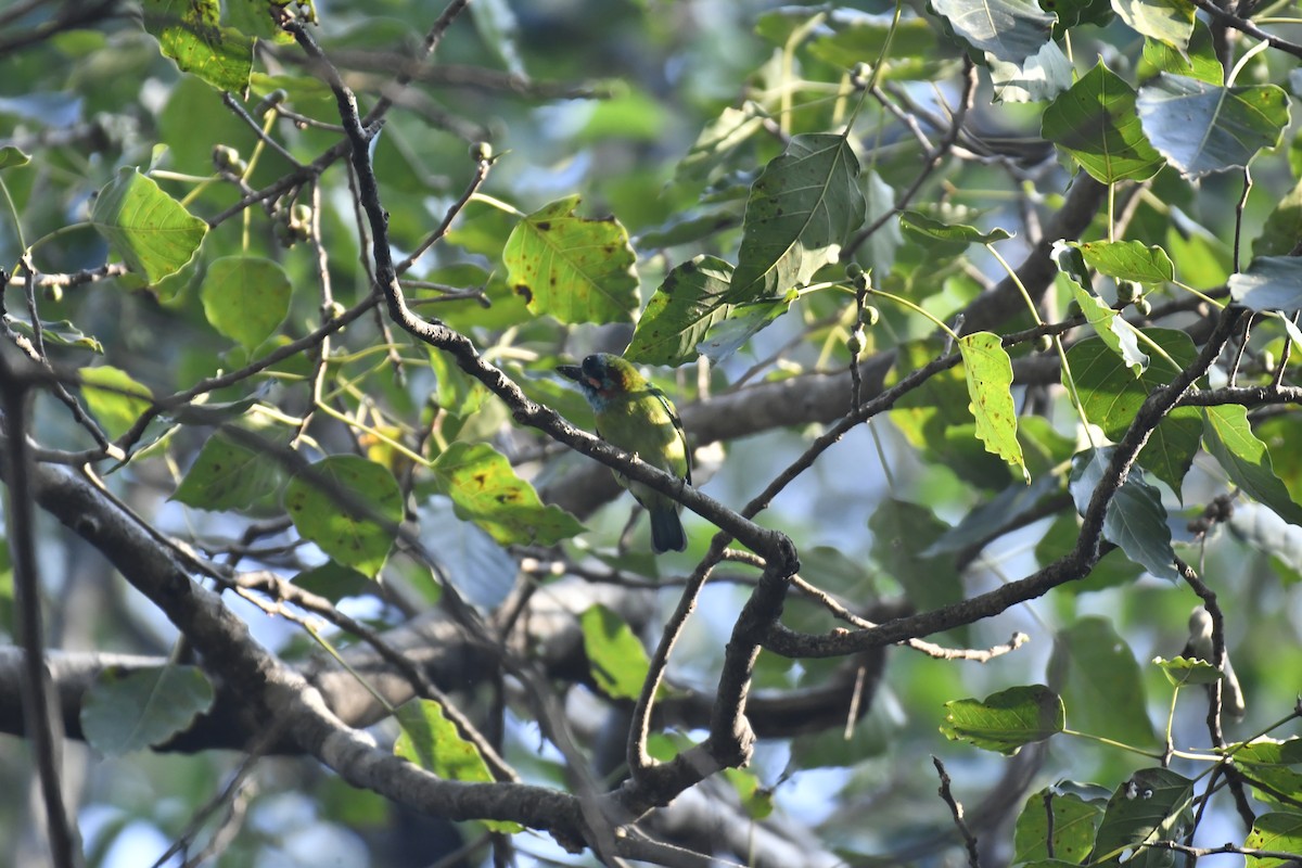 Blue-eared Barbet - ML647028713