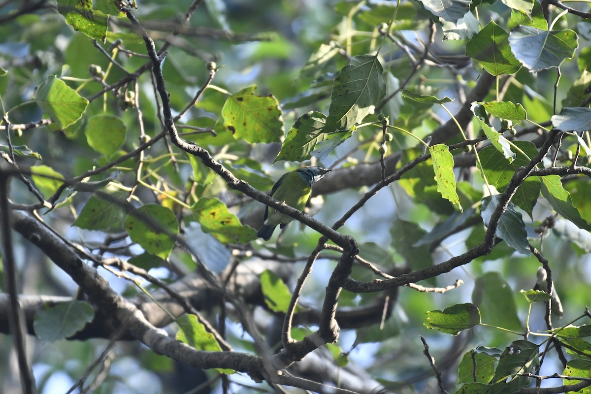 Blue-eared Barbet - ML647028714