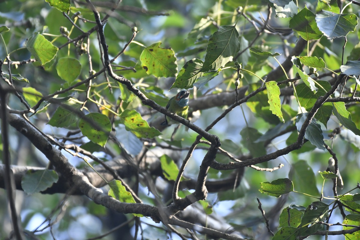 Blue-eared Barbet - ML647028716