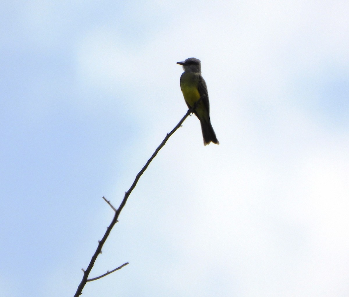 オリーブタイランチョウ - ML647028717