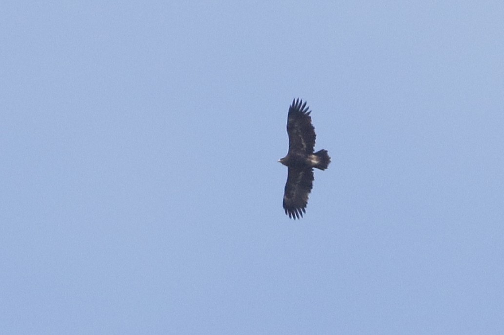 カラフトワシ - ML647028720