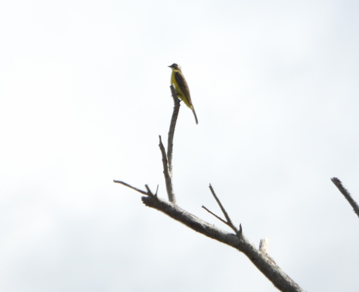 キバラヒタキモドキ - ML647028721