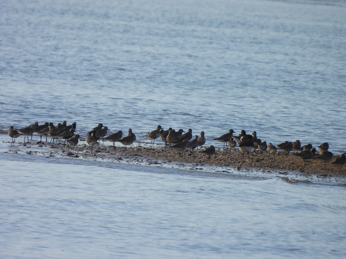 Pluvier argenté - ML647028722