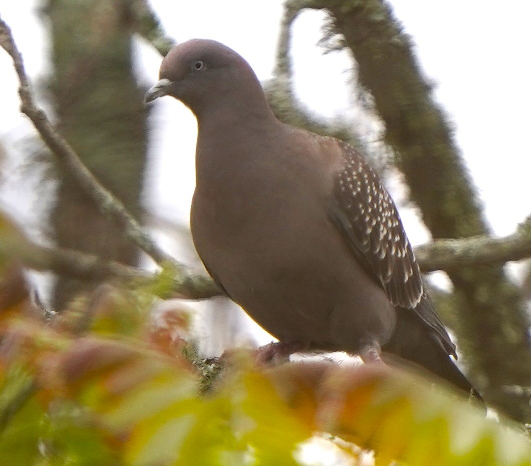 シロボシバト - ML647028723