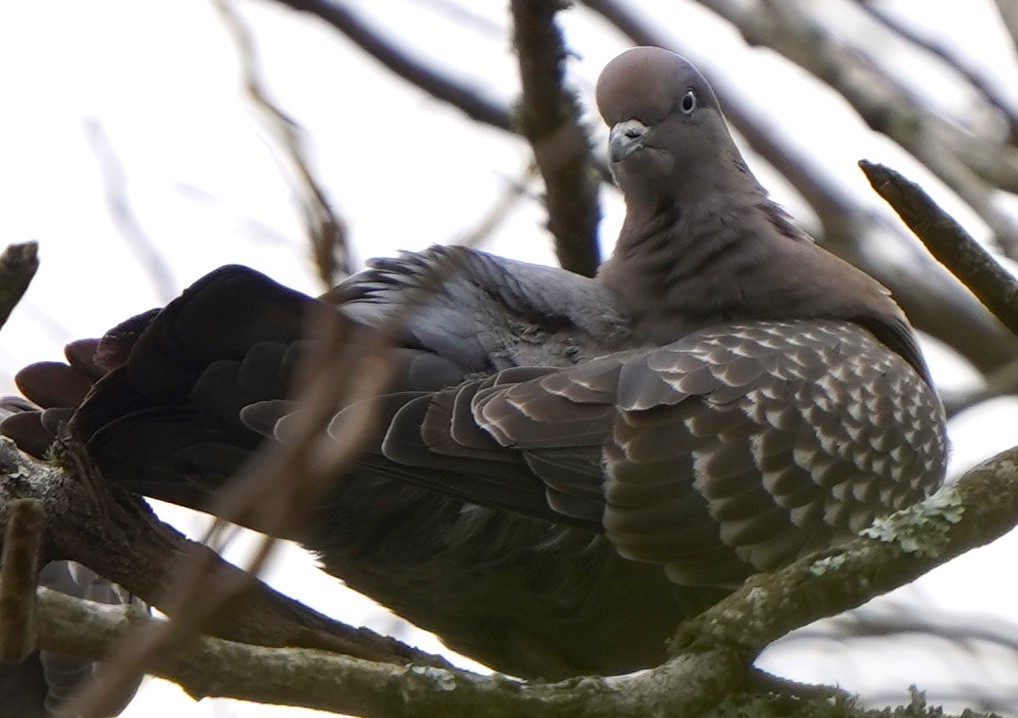 シロボシバト - ML647028724