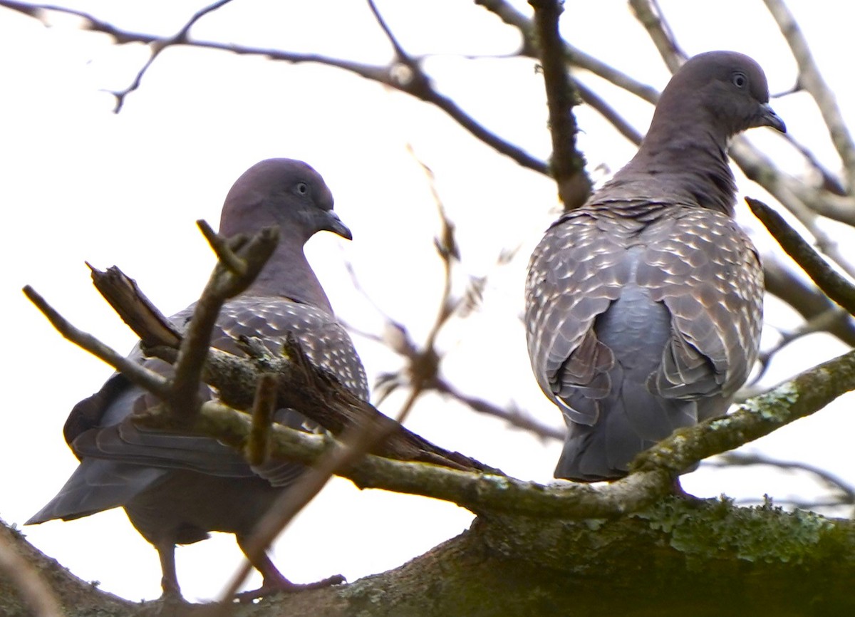 シロボシバト - ML647028725