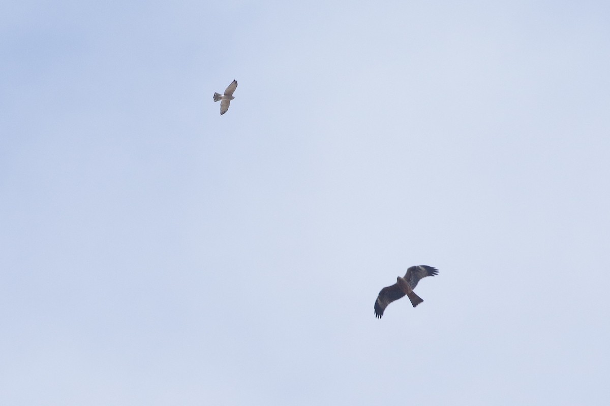 レバントハイタカ - ML647028726