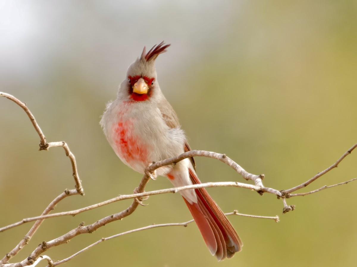 ムネアカコウカンチョウ - ML647028727