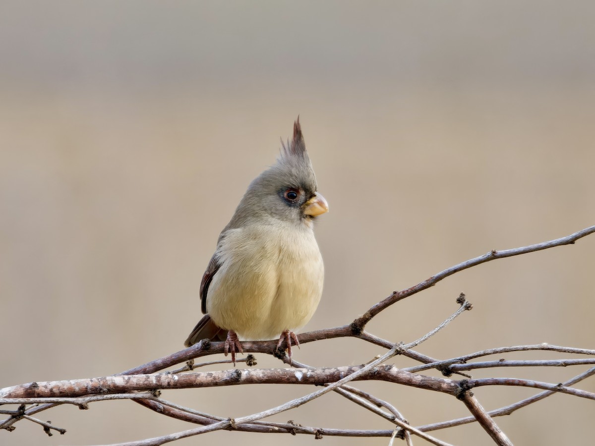 ムネアカコウカンチョウ - ML647028728