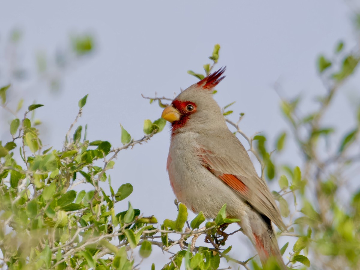 ムネアカコウカンチョウ - ML647028729