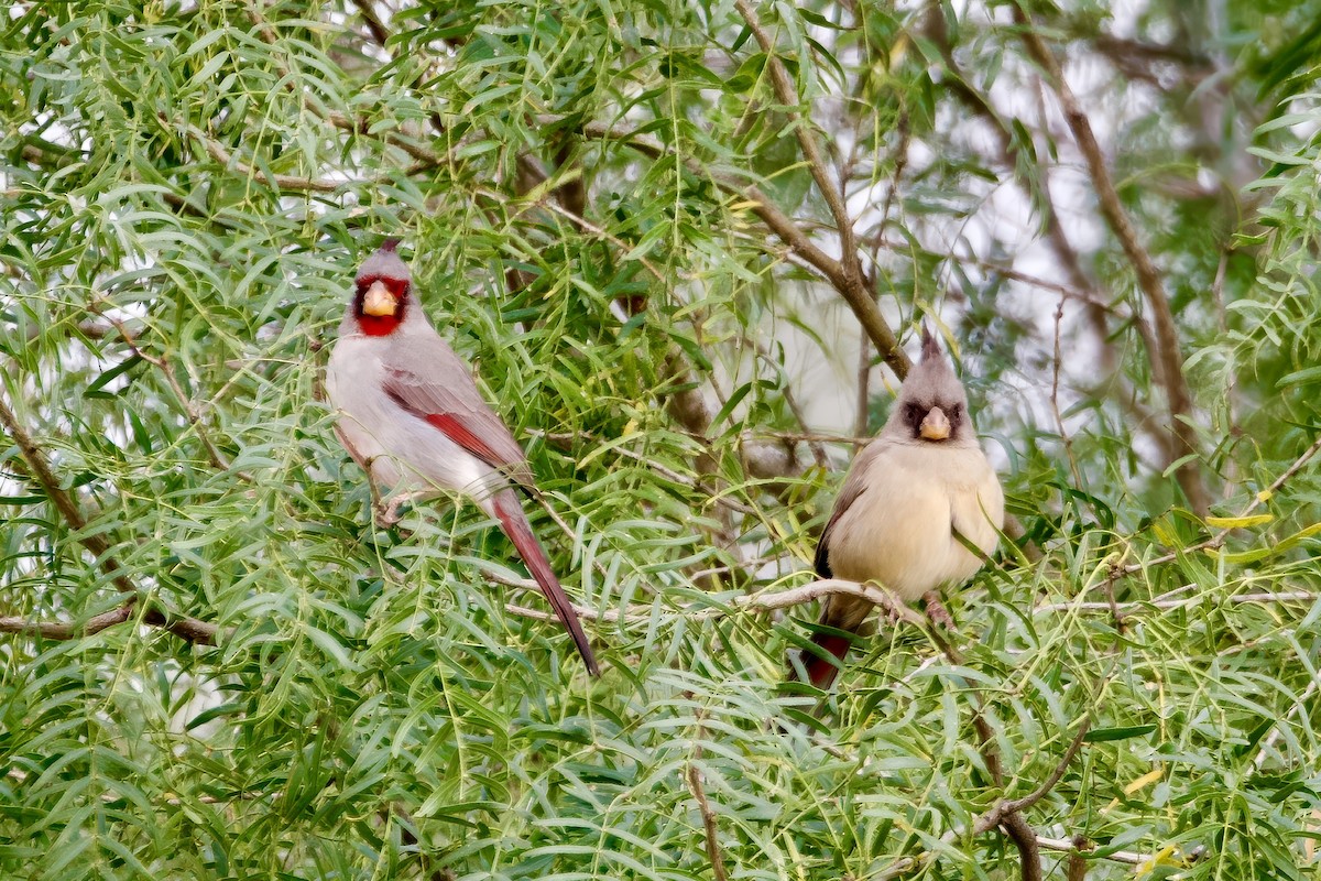 ムネアカコウカンチョウ - ML647028730