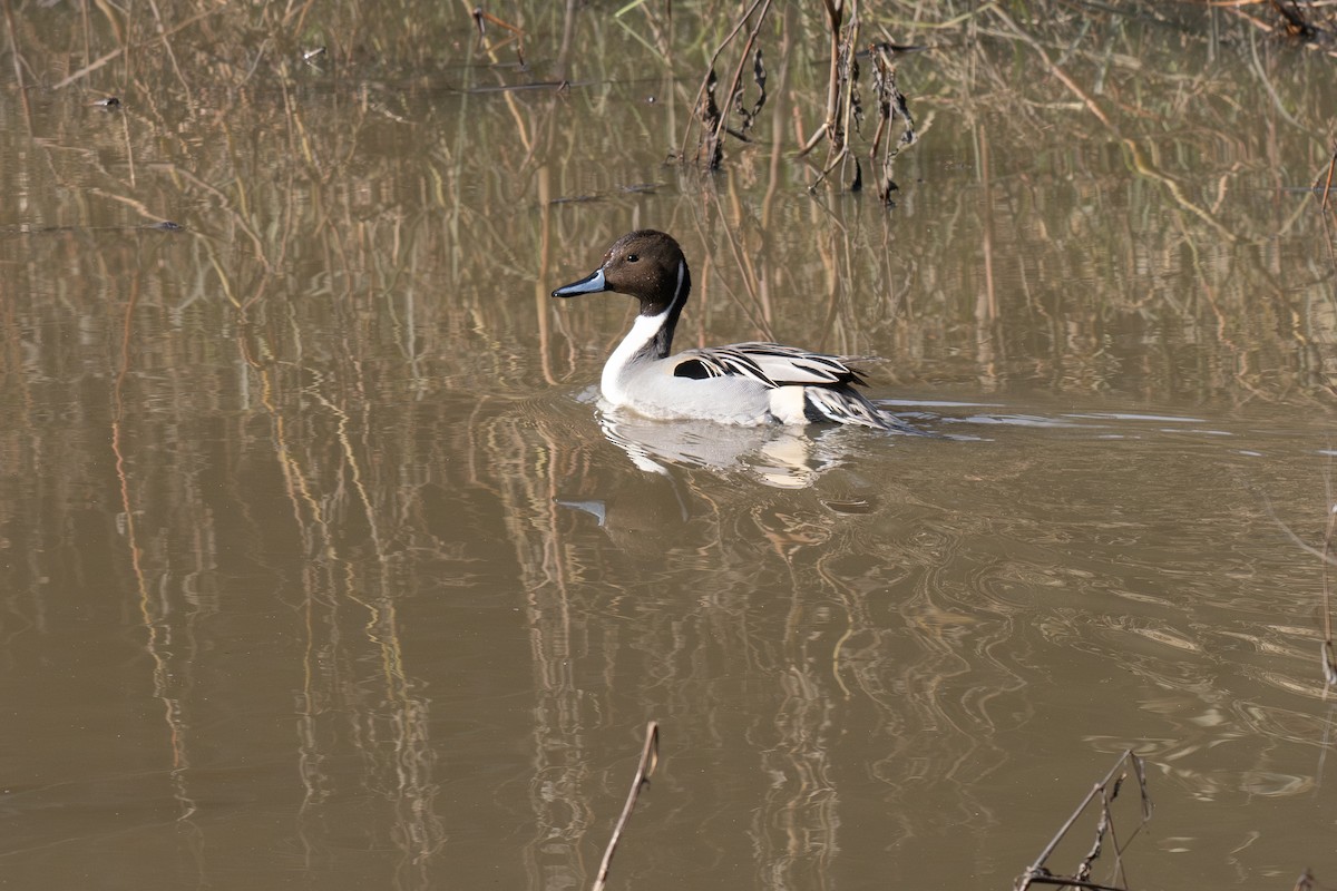 オナガガモ - ML647028731