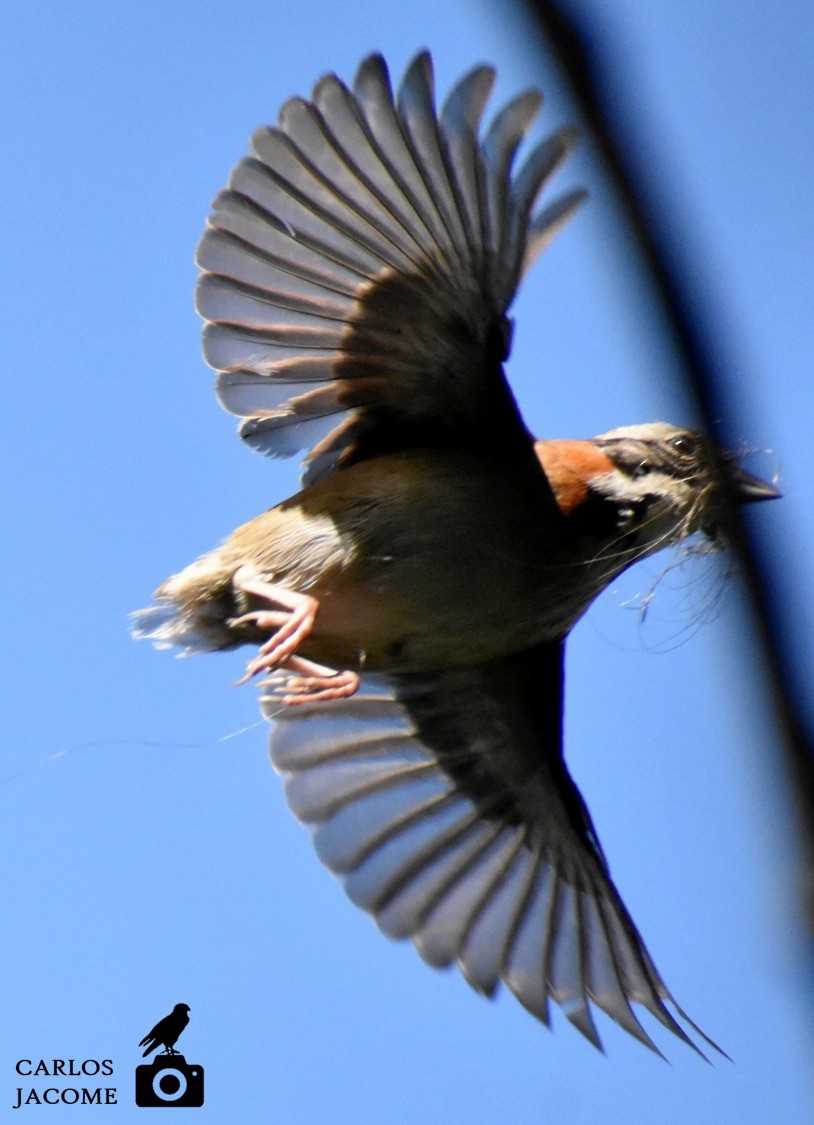 アカエリシトド - ML647028733