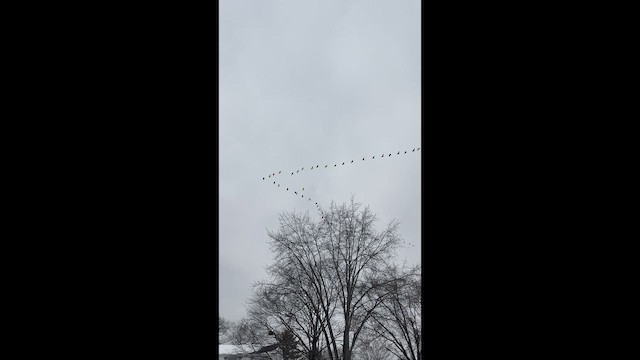 カナダヅル - ML647028734