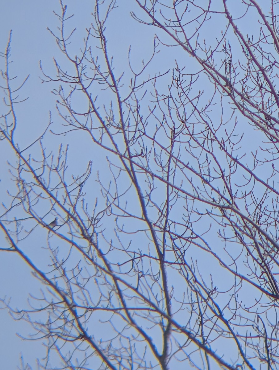 オオモズ - ML647028736