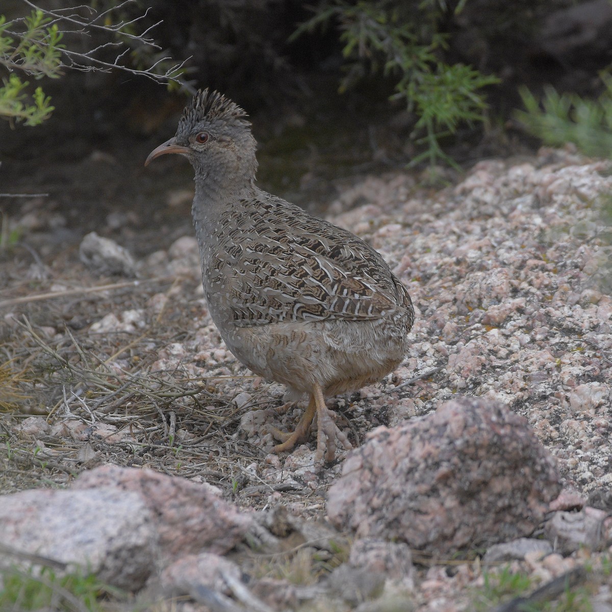 Інамбу андський - ML647028740