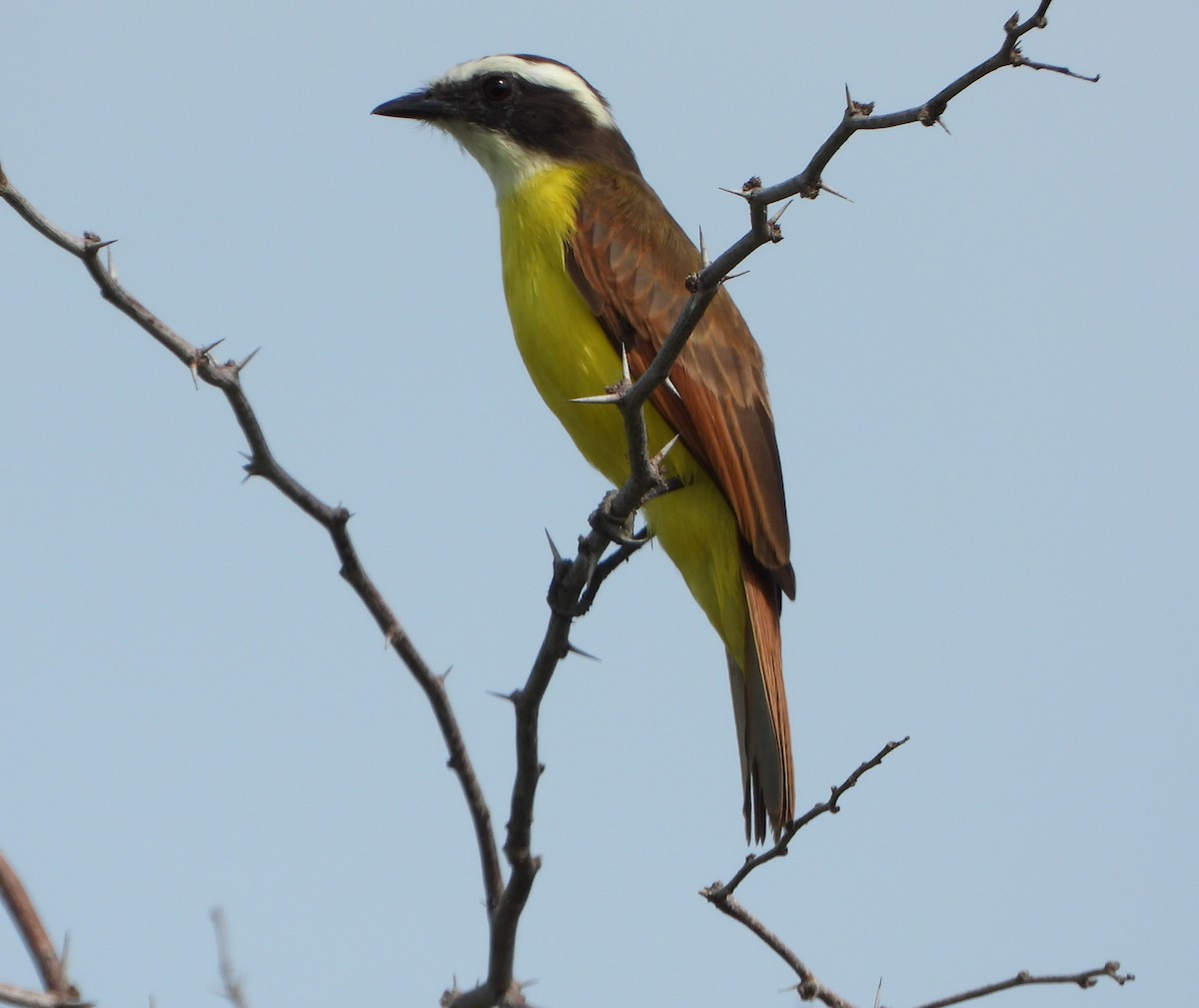 キバラヒタキモドキ - ML647028743