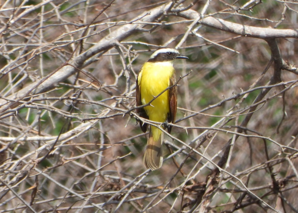 キバラヒタキモドキ - ML647028744