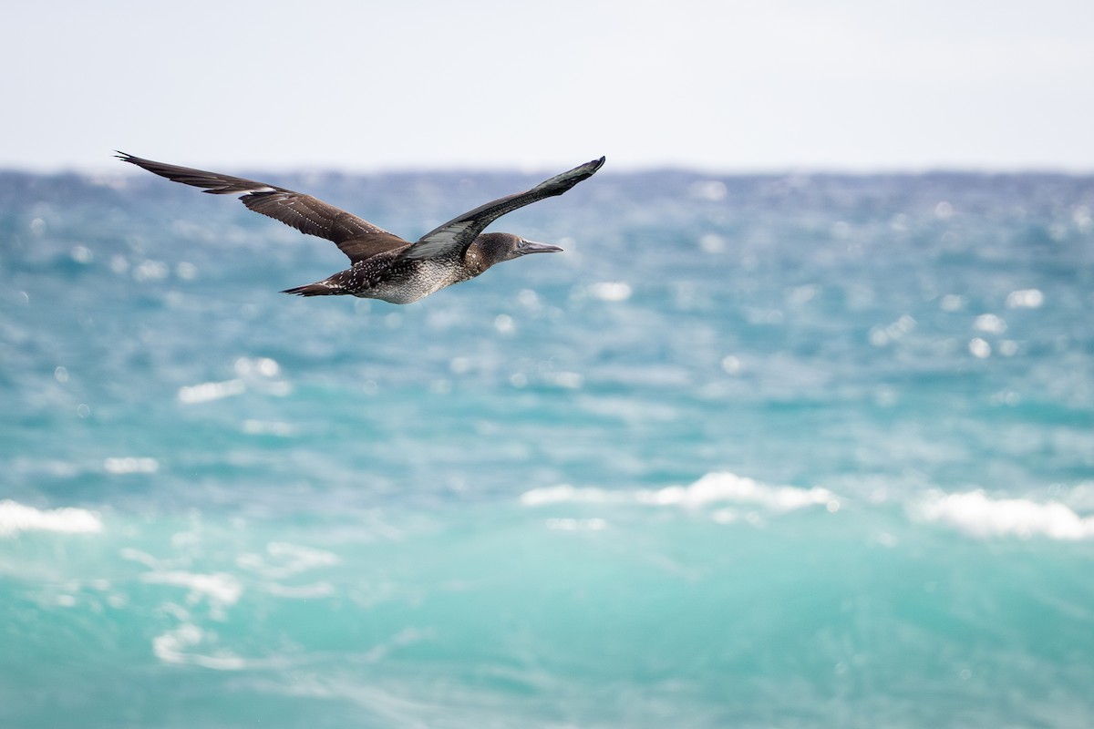 シロカツオドリ - ML647028745