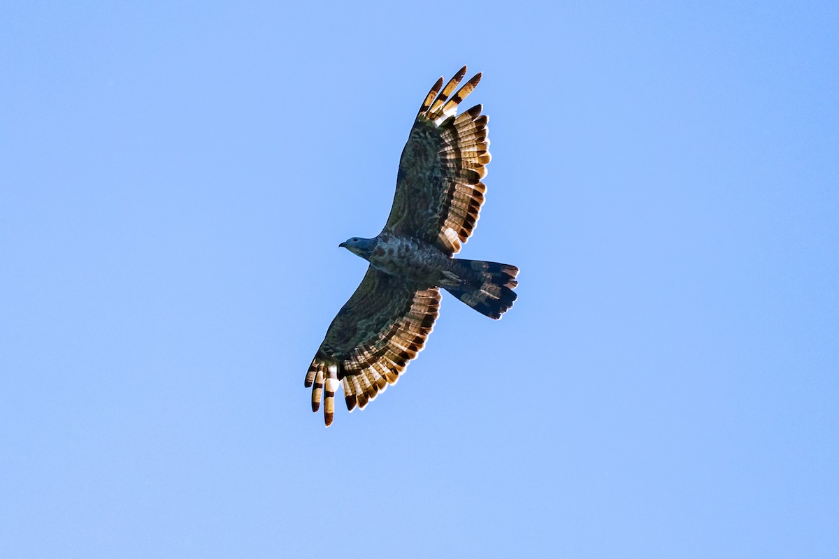 ハチクマ - ML647028746