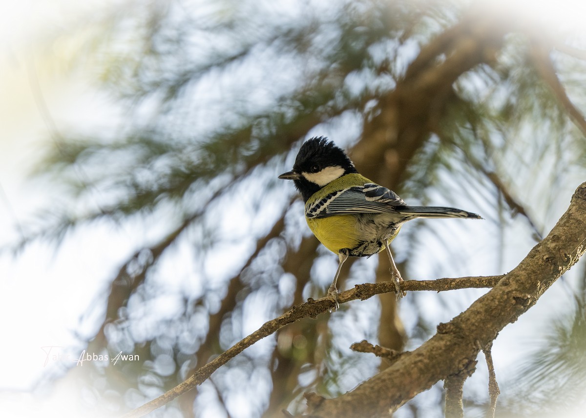 キバラシジュウカラ - ML647028747