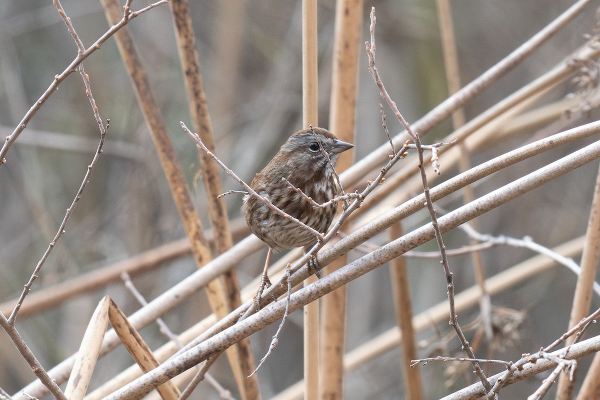 Song Sparrow (rufina Group) - ML647028748