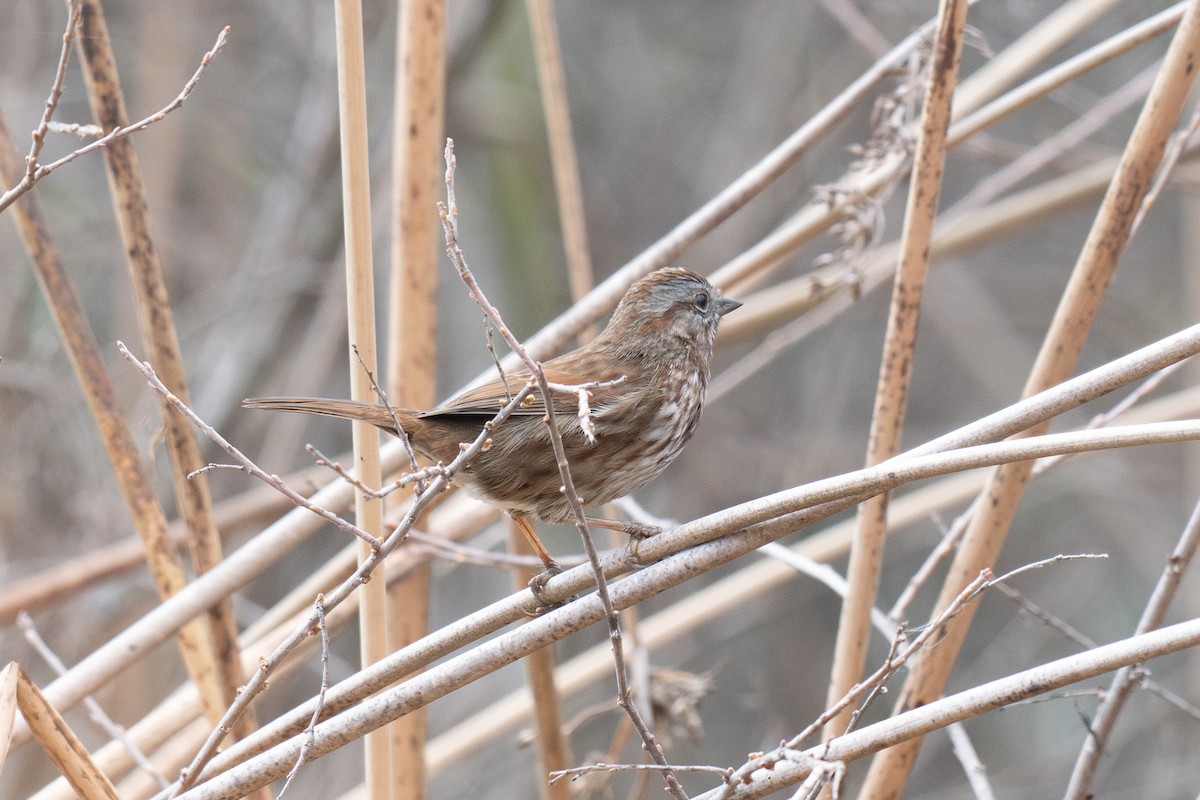 Song Sparrow (rufina Group) - ML647028749