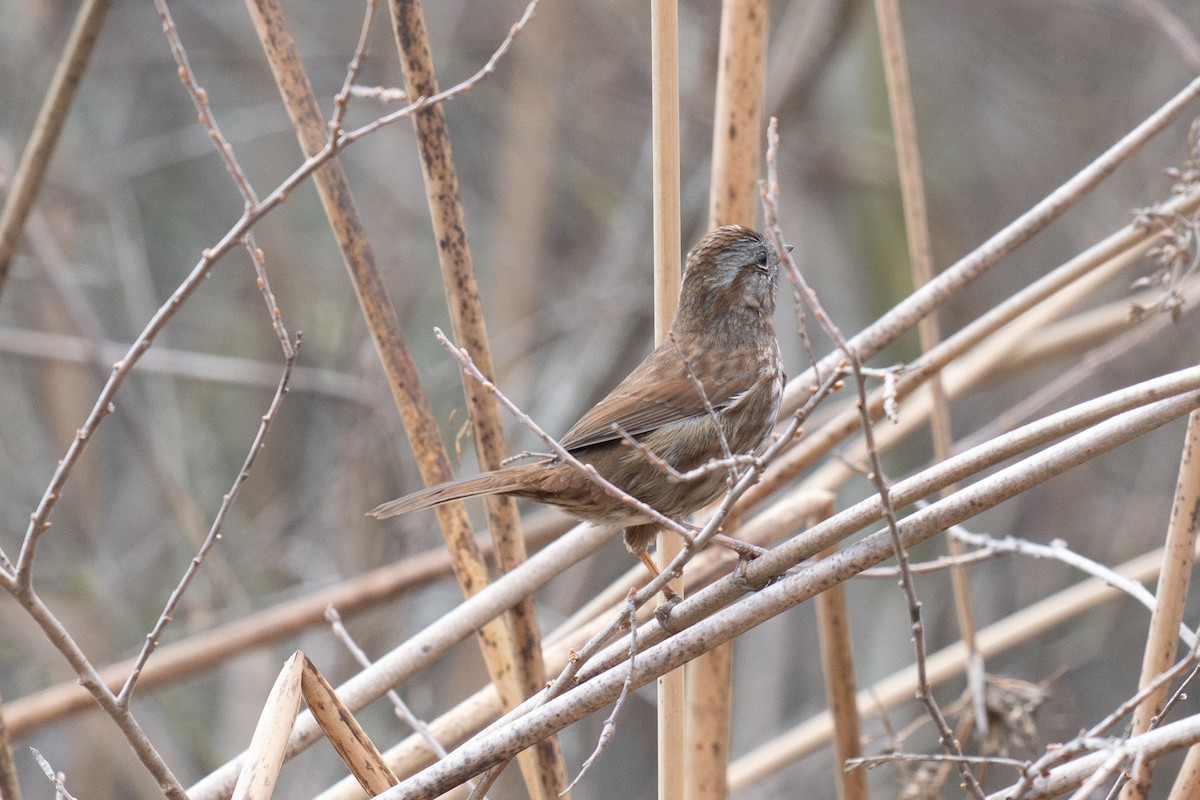 Song Sparrow (rufina Group) - ML647028750