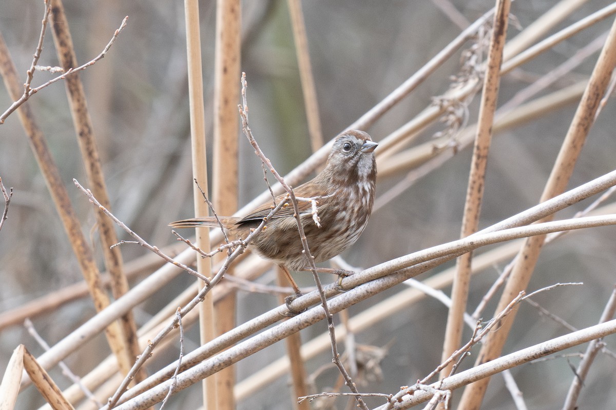 Song Sparrow (rufina Group) - ML647028751