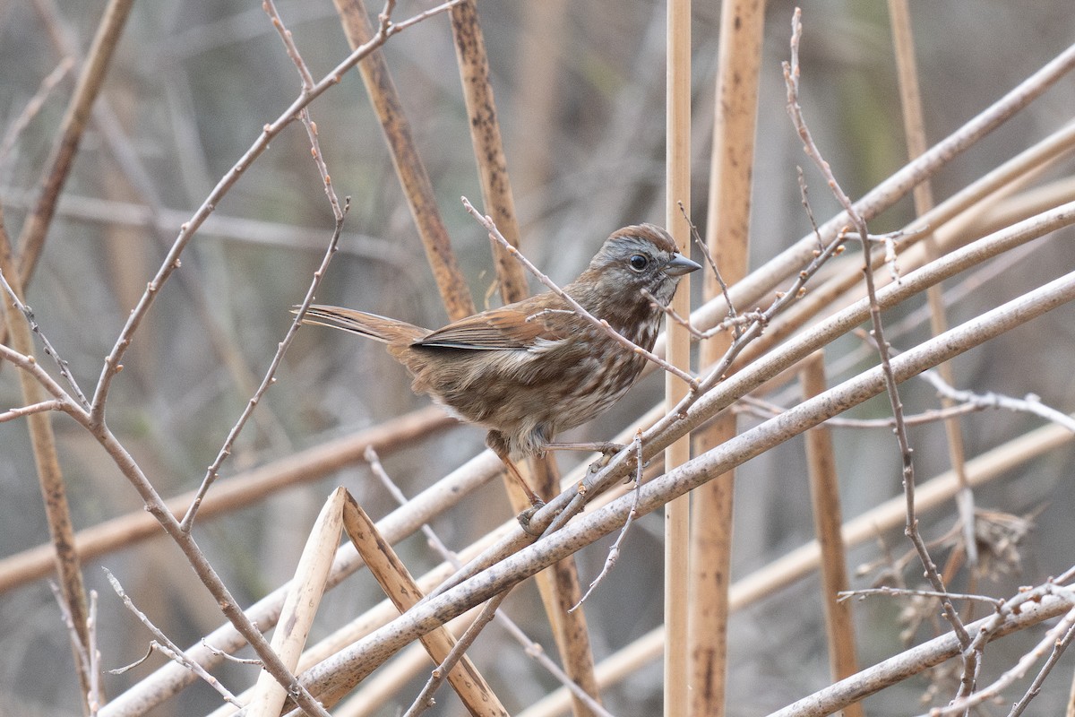 Song Sparrow (rufina Group) - ML647028752