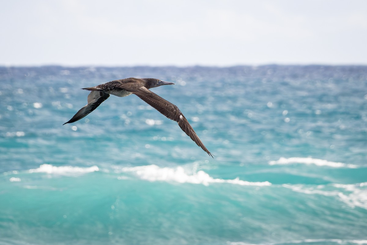 シロカツオドリ - ML647028753