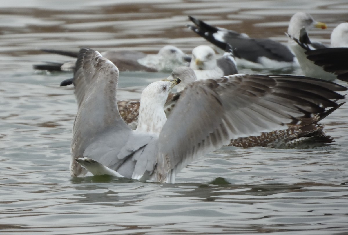 キアシセグロカモメ - ML647028754