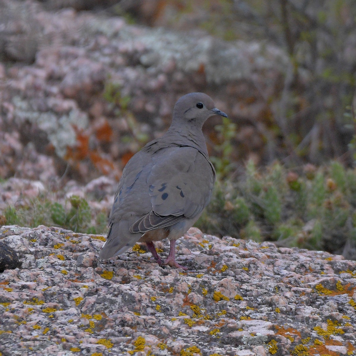 ミミグロバト - ML647028756