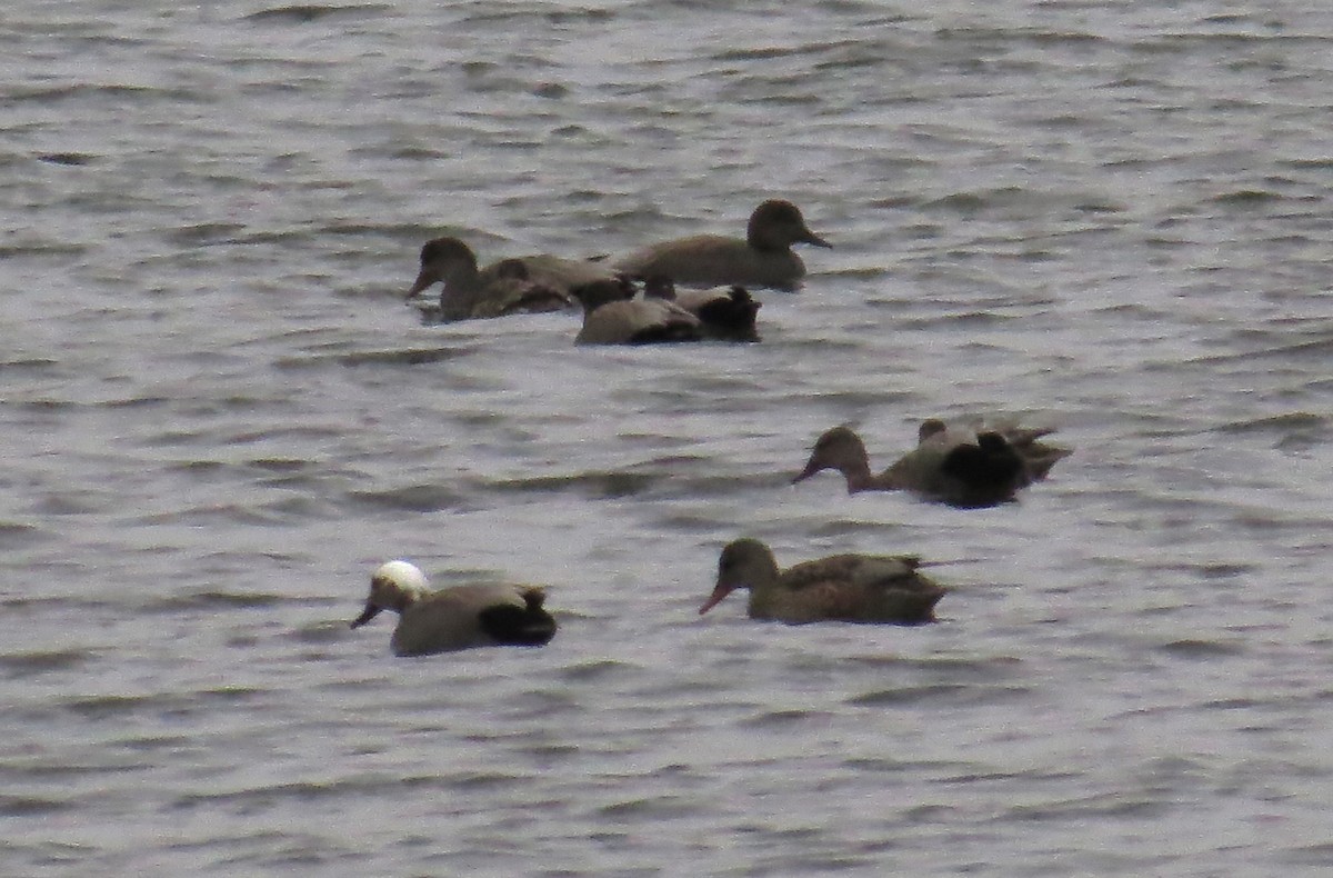 オカヨシガモ - ML647028757