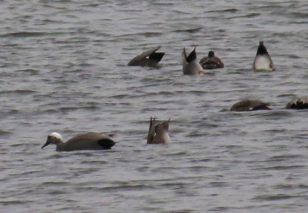 オカヨシガモ - ML647028758