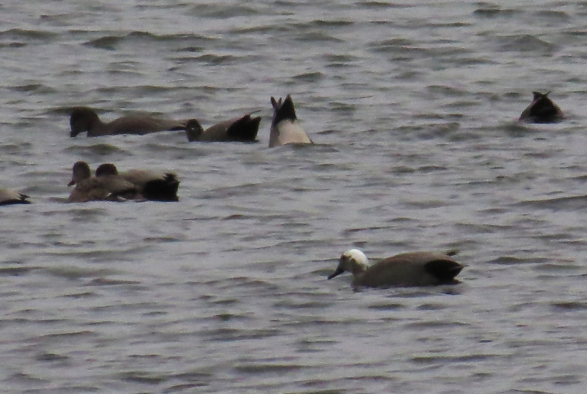 オカヨシガモ - ML647028759