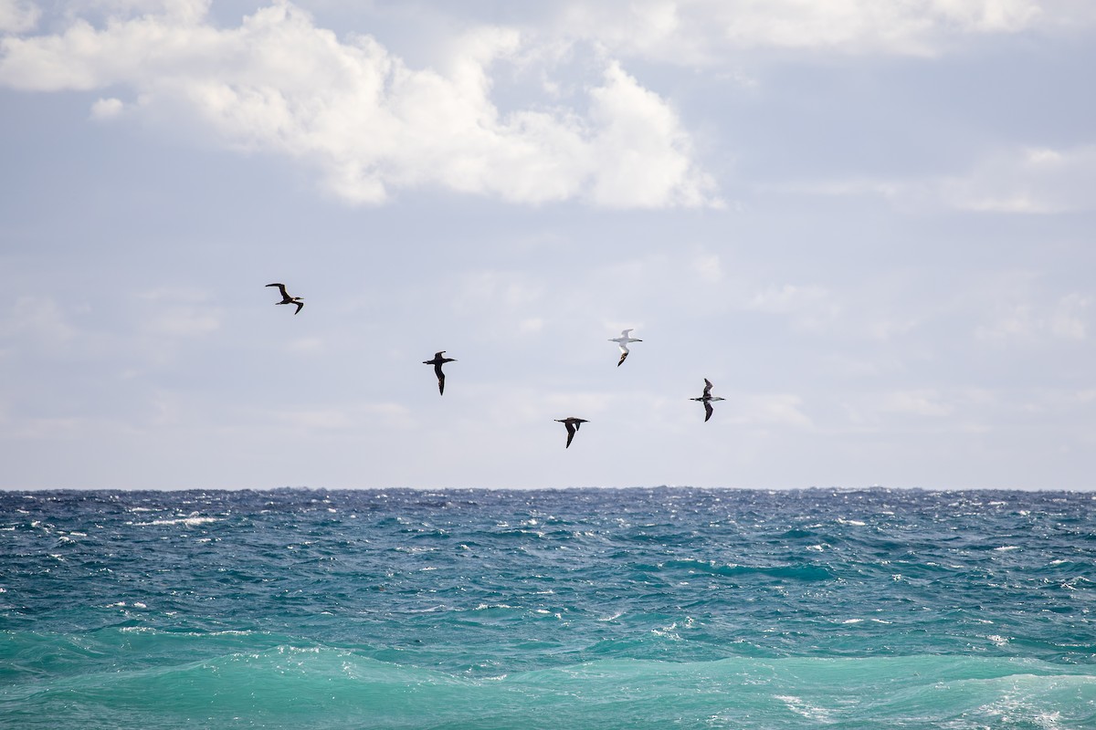 シロカツオドリ - ML647028760