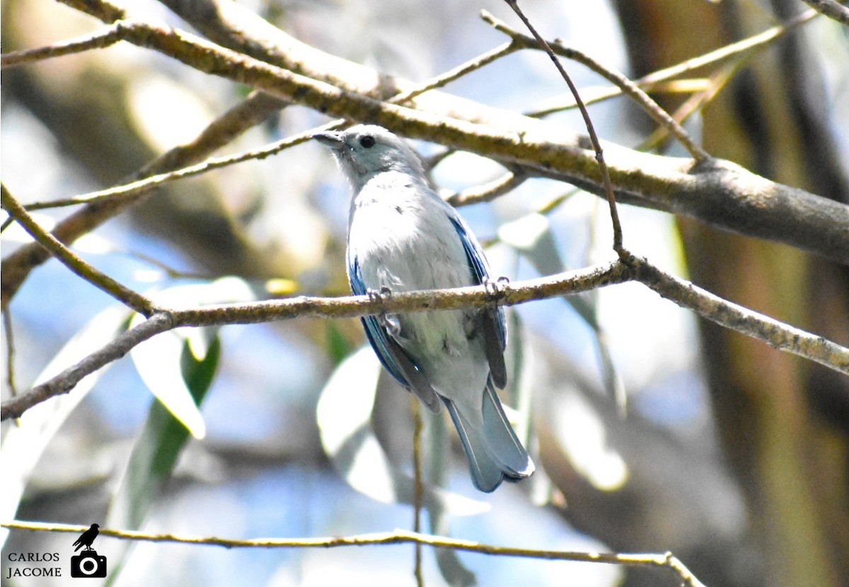 Blue-gray Tanager - ML647028765