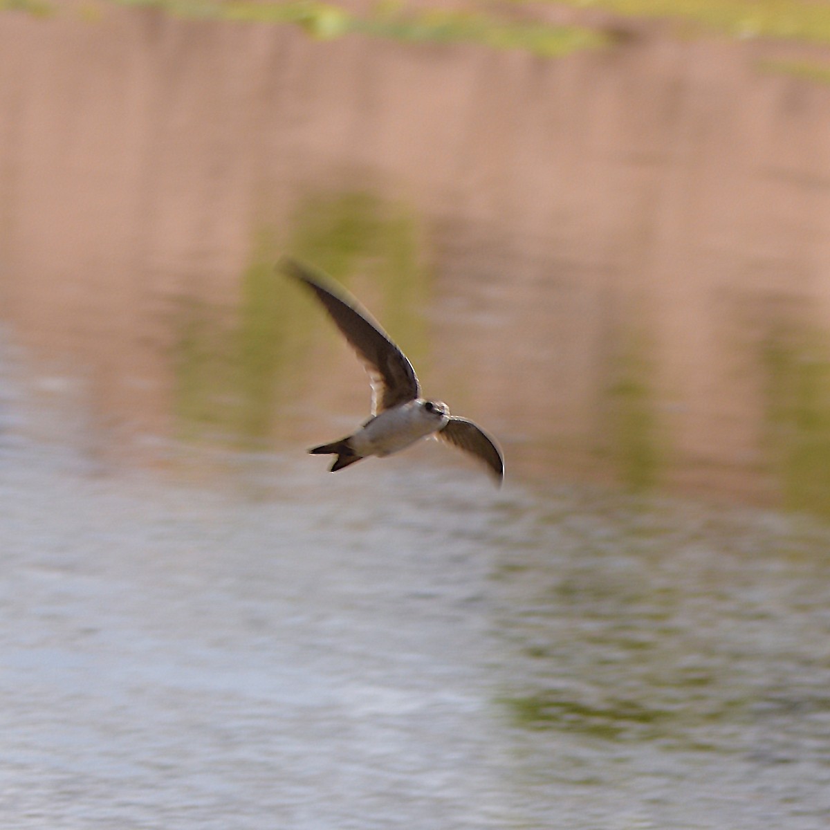 Andean Swift - ML647028766