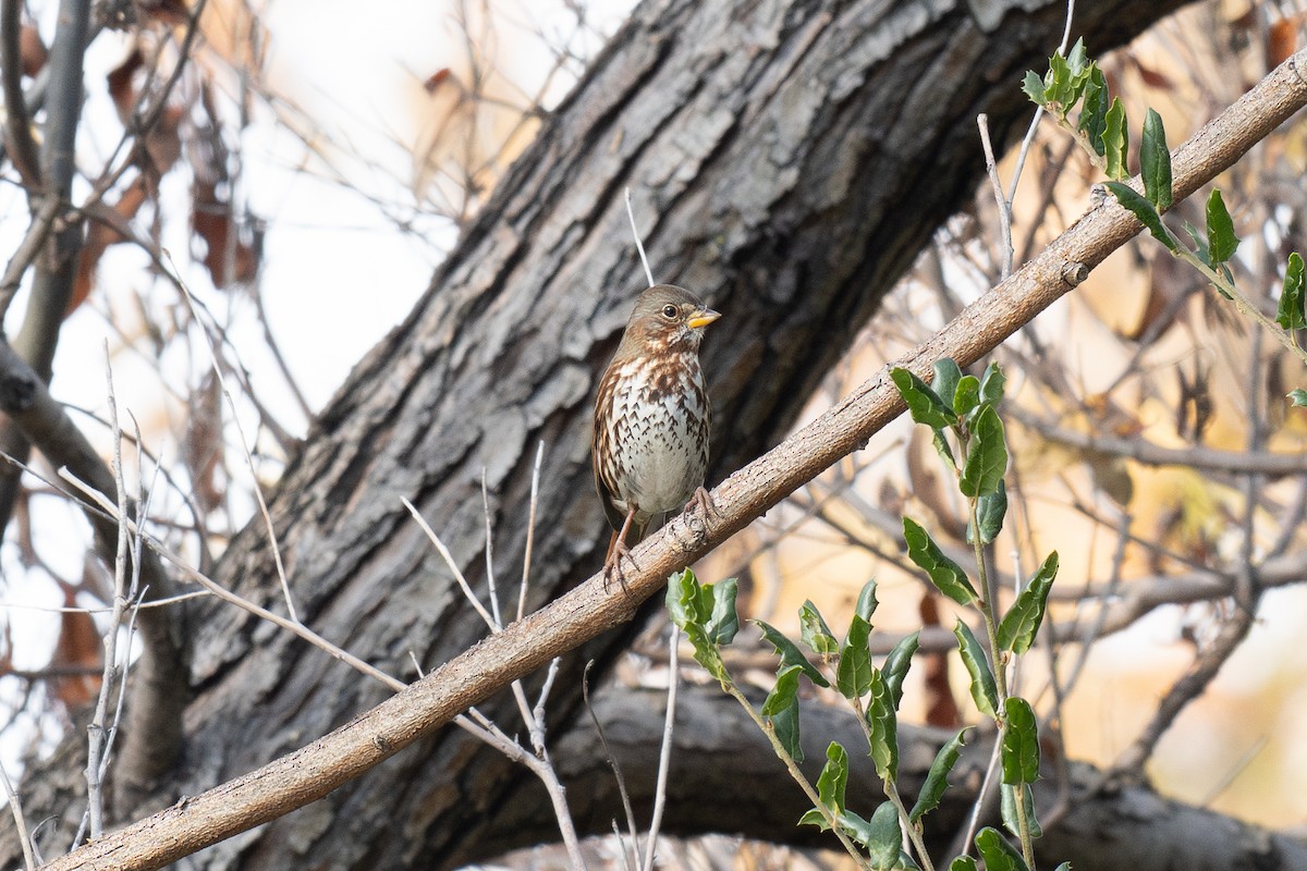 Fox Sparrow (Red) - ML647028772