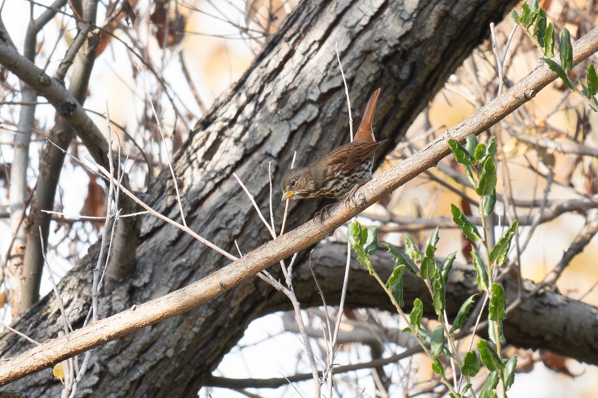 Fox Sparrow (Red) - ML647028773