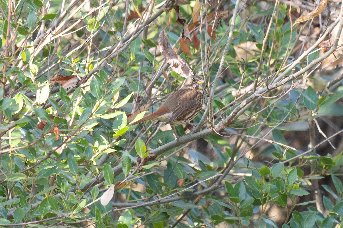 Fox Sparrow (Red) - ML647028774