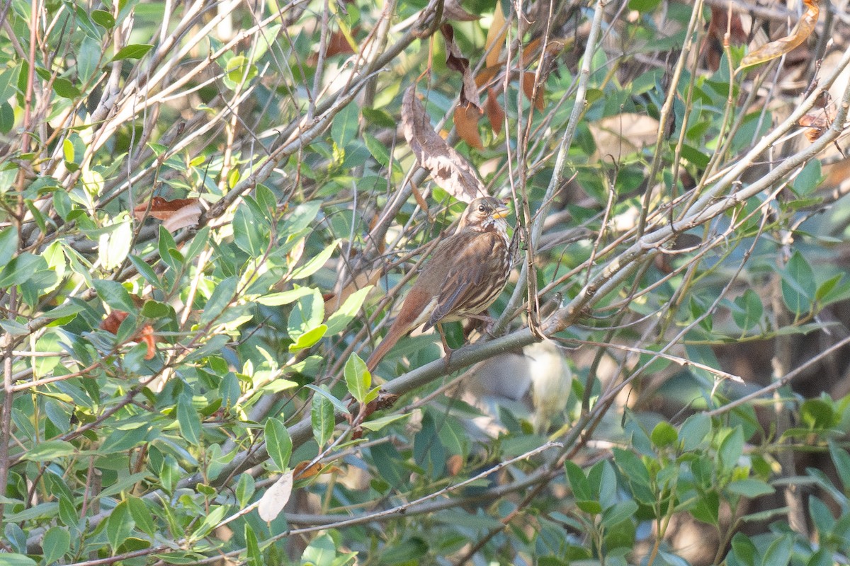 Fox Sparrow (Red) - ML647028775