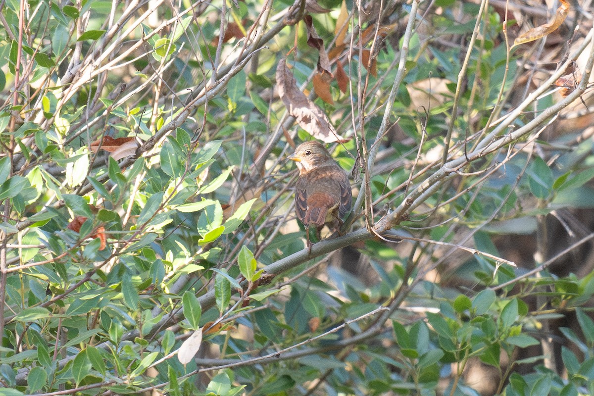 Fox Sparrow (Red) - ML647028776