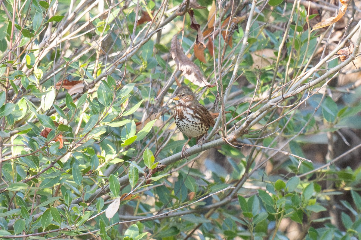 Fox Sparrow (Red) - ML647028777