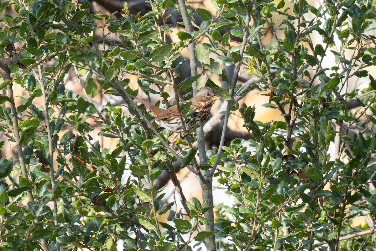 Fox Sparrow (Red) - ML647028778