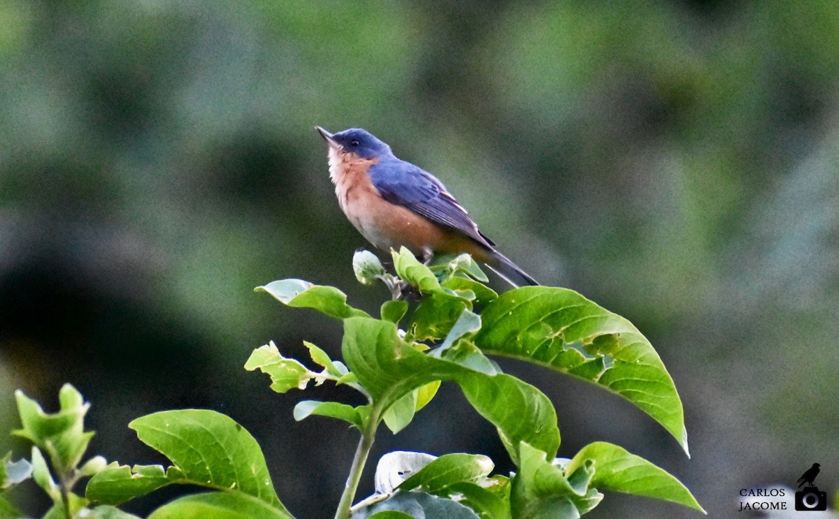 Rusty Flowerpiercer - ML647028780