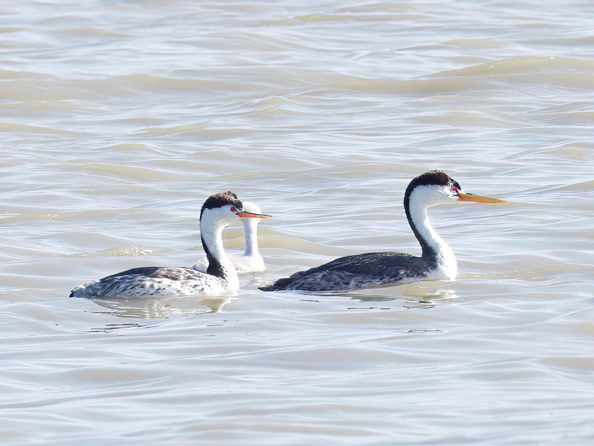 Clark's Grebe - ML647028781