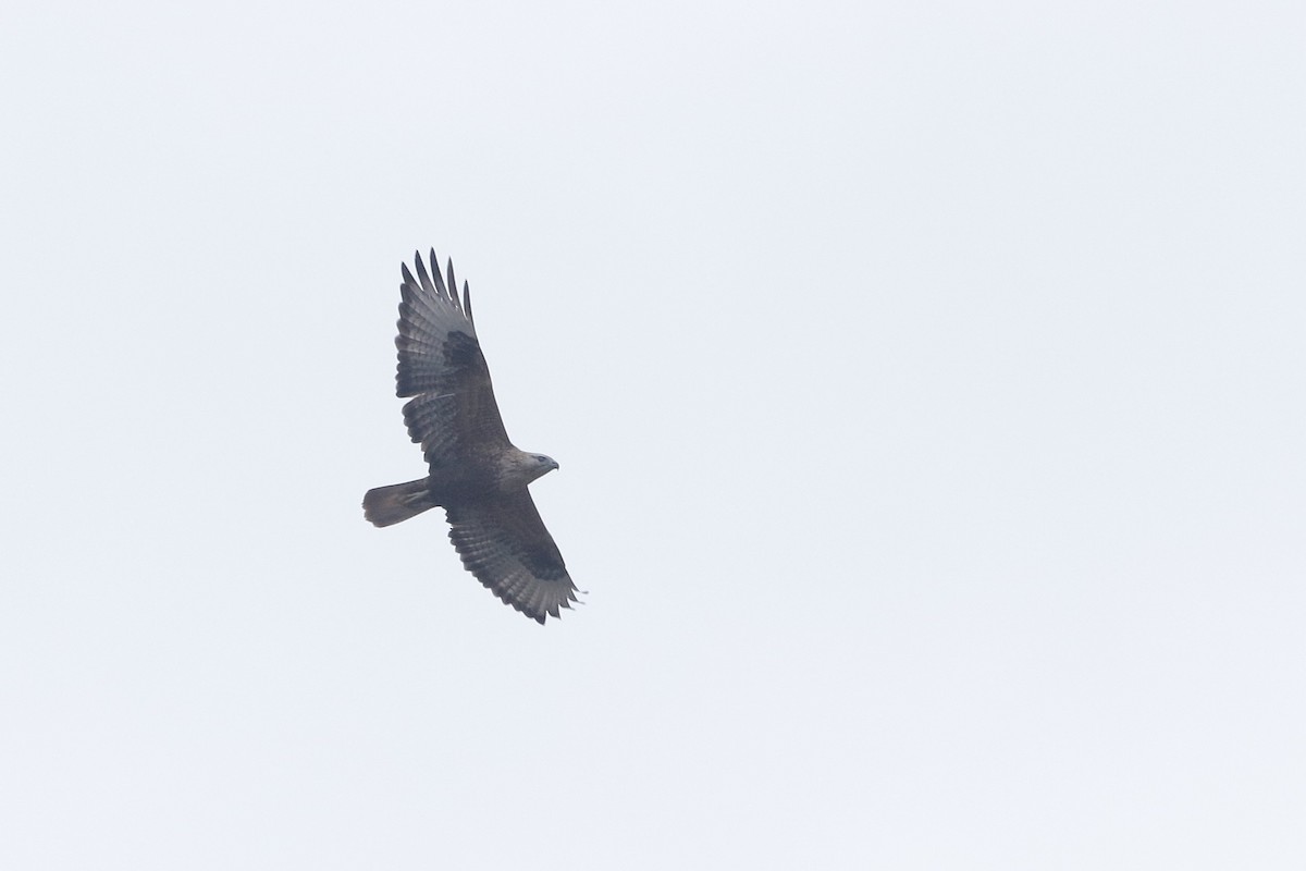 Long-legged Buzzard - ML647028784